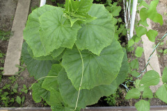 Cucumber seedling - Kurkun taimi