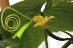 Cucumber tendril and flower - Kurkun kärhi ja kukka