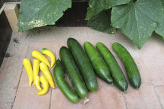 Chilis and cucumbers - Chilit ja kurkut