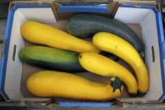 Green and yellow zucchinis - Vihreät ja keltaiset kesäkurpitsat