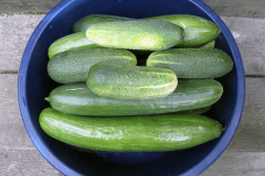 Cucumbers - Kurkut