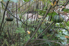 Pumpkin climbed up a willow - Kurpitsa kiipesi pajuun
