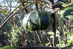 Pumpkin climbed up a willow - Kurpitsa kiipesi pajuun