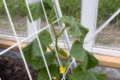 Cucumber climbing rack - Kurkku ja kiipeilyteline