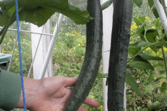 Cucumbers on rack - Kasvihuonekurkut telineellä