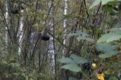 Pumpkin climed on willow - Kurpitsa kiipesi pajuun
