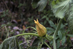 Pumpkin bud after frost - Kurpitsan kukka hallan jälkeen