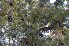 Carob tree - Johanneksenleipäpuu