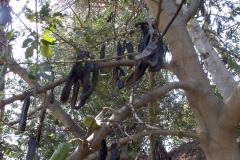 Carob tree - Johanneksenleipäpuu