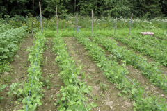 Pea patch - Hernemaa