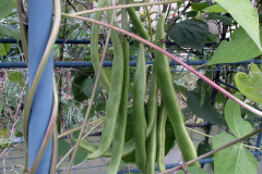 Runner bean - Ruusupapu