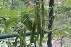 Runner bean - Ruusupapu