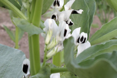 Fava bean flowers - Härkäpapu kukkii