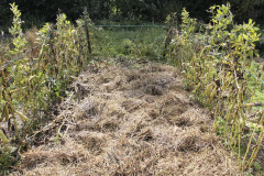 Mulch on fava bean patch after harvesting - Olkikate maassa härkäpavun sadonkorjuun jälkeen