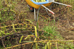 Harvesting fava beans - Härkäpavun sadonkorjuu