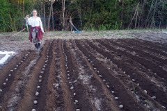Planting potatoes - Perunan istutus