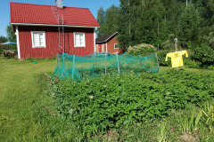 Red hut and potato field - Punainen tupa ja perunamaa