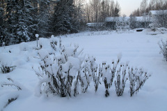 Garden in snow - Kasvimaa lumessa
