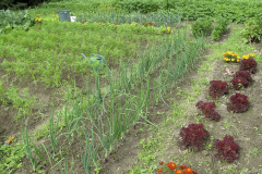 Vegetable patch in summer - Kasvimaa kesällä