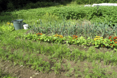 Vegetable garden in summer - Vihannestarha kesällä