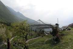 Mountain garden - Vuoristopuutarha - Monte Baldo