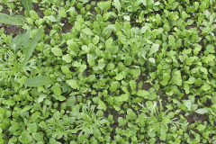 Green manure plants - Viherlannoituskasvit
