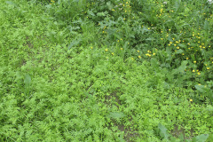 Green manure plants - Viherlannoituskasvit