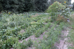 Vegetable garden - Vihannesmaa