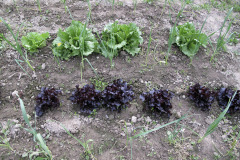 Lettuce and leeks - Salaattia ja purjoja