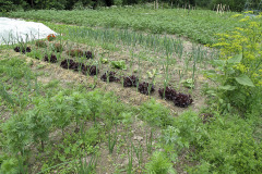 Garden plot in early summer - Kasvimaa alkukesällä