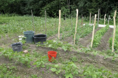 Legumes in early summer - Palkokasvit alkukesällä