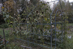 Bean rack in autumn - Paputeline syksyllä