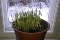 Chives sprouting - Ruohosipuli versoaa