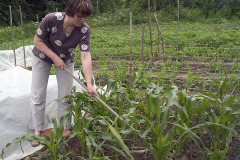 Cultivating small corn patch - Maissipalstan haraus