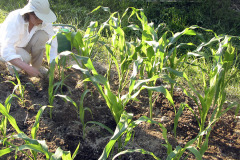 Planting maize seedlings - Maissin taimien istutus