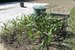 Planted maize seedlings - Istutetut maissin taimet