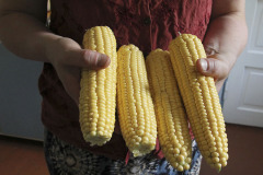 Ripe corncobs - Kypsät maissin tähkät