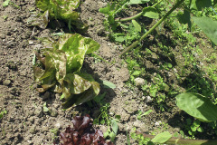 Colourful lettuces - Värikkäät salaatinkerät