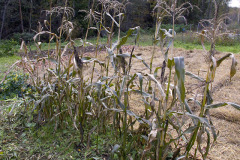 Corn stalks in fall - Maissin varret syksyllä