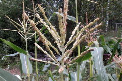 Corn male flowers - Maissin hedekukinnot