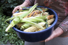 Corn cobs - Maissin tähkät