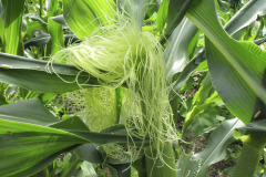 Maize female flower - Maissin emikukinto