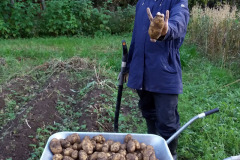 Good potato crop - Hyvä perunasato