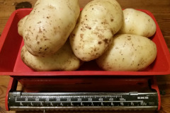 Big Nicola potatoes - Isot Nicola-perunat