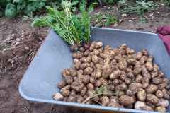 Nicola potatoes in wheelbarrow - Nicola-perunaa kottikärryssä