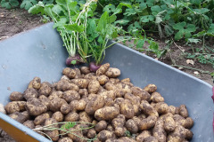 Nicola potatoes in wheelbarrow - Nicola-perunaa kottikärryssä