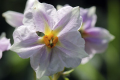 Potato flower - Perunan kukka