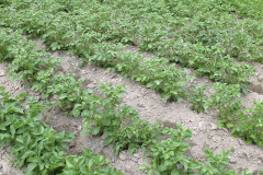 Potato patch in early summer - Perunamaa alkukesällä