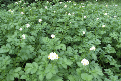 Potato flowering - Peruna kukkii - Nicola