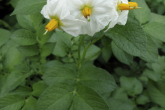 Potato flowering - Peruna kukkii - Nicola